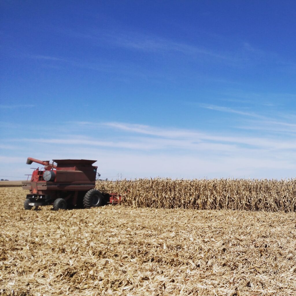 Brewing Ingredients: Corn Field